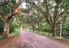 “Save Jnanabharathi Biopark”: Biodiversity Destruction in Bangalore University Campus Sparks Public Outcry