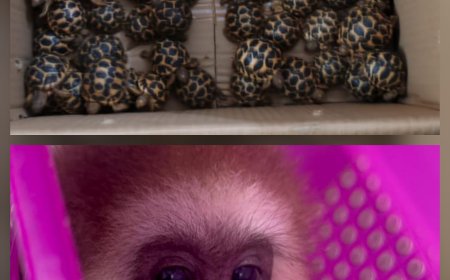 Forest Officers on 24×7 Watch at KIA, Wildlife Trafficking to Face Wildlife Act