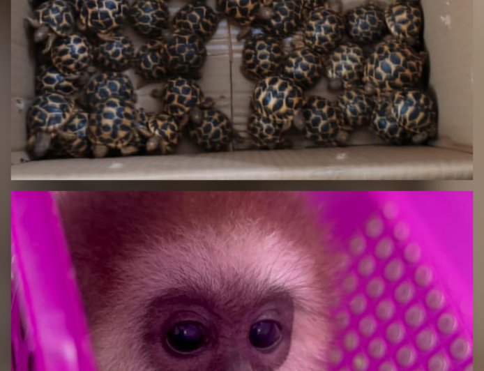 Forest Officers on 24×7 Watch at KIA, Wildlife Trafficking to Face Wildlife Act